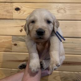 Cash - Light golden male Golden Retriever puppy in Hendersonville, North Carolina from Apple Country Retrievers