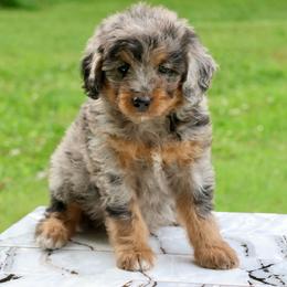 Runner - Blue merle male Bernedoodle puppy in Muskogee, Oklahoma from Lawler’s Legacy Litters