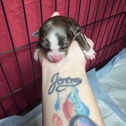 TBD - Red & white male Toy Australian Shepherd puppy in Reidsville, North Carolina from Cherry Grove Kennel