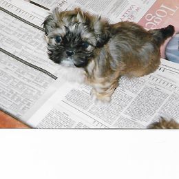 Shih Tzu Puppies from Shih Tzu Dreams Come True