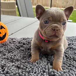 Latte - Tricolors female French Bulldog puppy in South Bend, Indiana from Furever Faithful Frenchies LLC