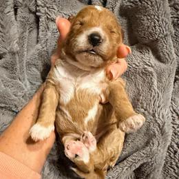 Boy 4 - Red  male Goldendoodle puppy in Bradenton, Florida from Christianna’s Mini Goldendoodles
