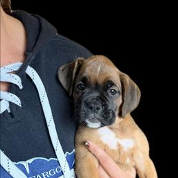 Billy - Fawn male Boxer puppy in Cannon Falls, Minnesota from Pattys Boxers and Bulldogs