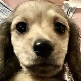 Dachshunds from Storybook Dachshunds