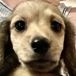 Dachshunds from Storybook Dachshunds
