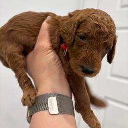 Red collar - Red  female Poodle puppy in San Benito, Texas from Irene's Poodles
