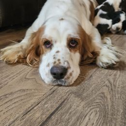 Java - English Springer Spaniel