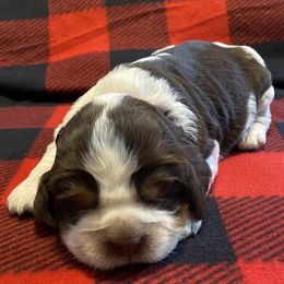 Rudolph - Tri-Roan male English Springer Spaniel puppy in Hudson, Michigan from Picky’s Puppies