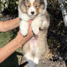 No name 2 lm - Sable and white male Shetland Sheepdog puppy in Trenton, Michigan from Leigh Hi Shelties