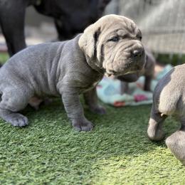 King - Gray male Cane Corso puppy in Dunnellon, Florida from High Royal Kennel