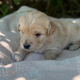 Emmitt - Apricot male Goldendoodle puppy in Zeeland, Michigan from Dandelion Lane Doodles