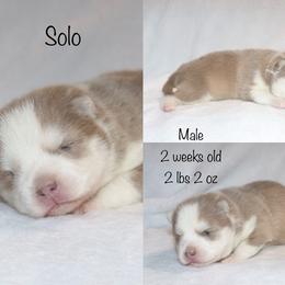 Solo - Lavender male Pomsky puppy in Denham Springs, Louisiana from Bayouland Pomskies