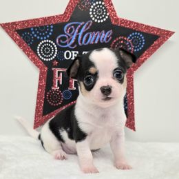Leti - Black and white female Chihuahua puppy in Clinton, Missouri from RockyTop Hearts