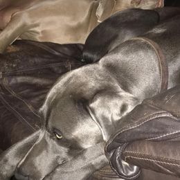 Weimaraners from Wags Weimaraner