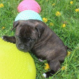 Staffordshire Bull Terrier Puppies from Full Throttle Staffords