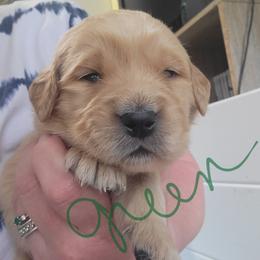 Boy 2 - Golden male Golden Retriever puppy in Brush Prairie, Washington from Paradise Peaks