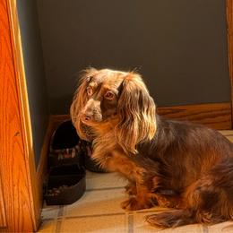 Quincy - Dachshund