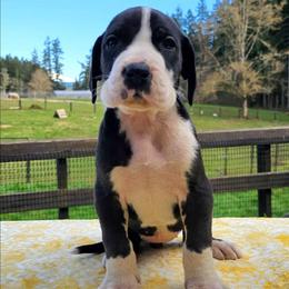 Tiny - Mantle female Great Dane puppy in Castle Rock, Washington from Uber Alles Great Danes