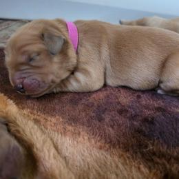 Girl 2 - Dark golden female Golden Retriever puppy in Lawtey, Florida from Rise and Shine Goldens
