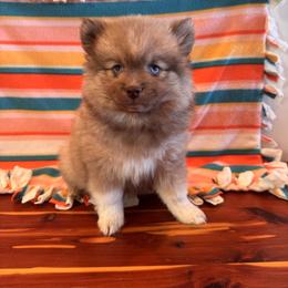 Valentina - Chocolate female Pomsky puppy in Bucyrus, Missouri from Hill Top Pomskies
