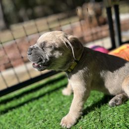 Cane Corso and Lowchen Puppies from High Royal Kennel