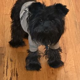 Freyja - Yorkshire Terrier