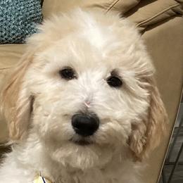 Green Boy - Goldendoodle puppy in Gonzales, Louisiana from Honey Dream Doodles