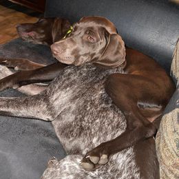 Basset Hounds and German Shorthaired Pointers from Alabama Blood Trackers