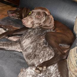 Basset Hounds and German Shorthaired Pointers from Alabama Blood Trackers