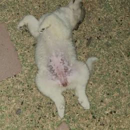 Anatolian Pyrenees and Goldendoodle Puppies from Up Shinn Creek