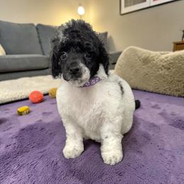 Dulce - Parti female Poodle puppy in Gainesville, Florida from Pet Inn Xxweetdoodles