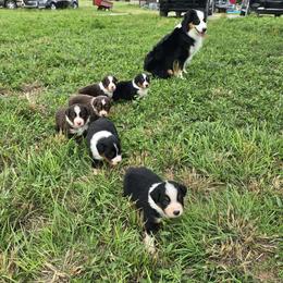 Miniature American Shepherd Puppies from Magnolia Tree Miniature American Shepherds