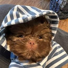 Shih Tzu Puppies from Tammy's Shihtzu Shack