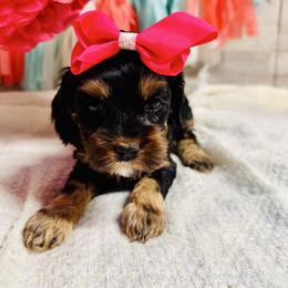 Gracie - Black and tan female Cockapoo puppy in Richton, Mississippi from Magnolia Hill Doodles