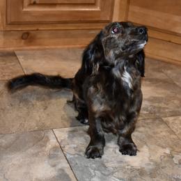 Daizie - Dachshund