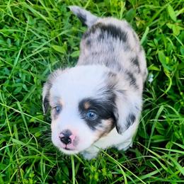 Azalea (Azzy) - Blue merle female Miniature Australian Shepherd puppy in Hobe Sound, Florida from KHA