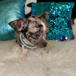 Chihuahua Puppies from Chihuahua casa