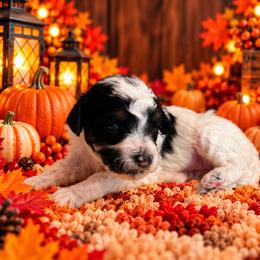Dottie - Black and white female Cavapoo puppy in Myrtle Beach, South Carolina from Colorful-K9'S