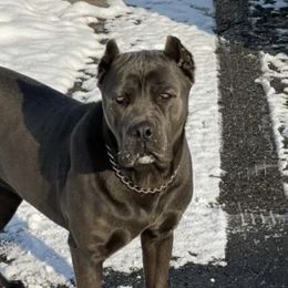 Cane Corso from Cane Corsos R Us
