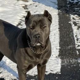 Cane Corso from Cane Corsos R Us