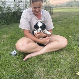 Yen - Black tri-color male Australian Shepherd puppy in Vernal, Utah from Dancing M Kennels
