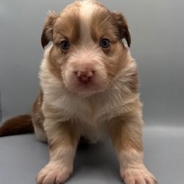 Mike - Red merle male Australian Shepherd puppy in New Boston, New Hampshire from Painted Pup Australian Shepherds