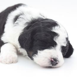 Java - Tri-color female Bernedoodle puppy in Scottsville, Kentucky from Barren River Bernedoodles and Poodles
