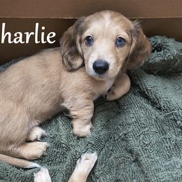 Dachshund Puppies from Costal Cream Doxies
