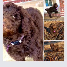 Goldendoodle Puppies from Smiths Doodles