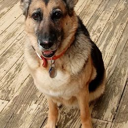 German Shepherds from Kaeginart's GSD