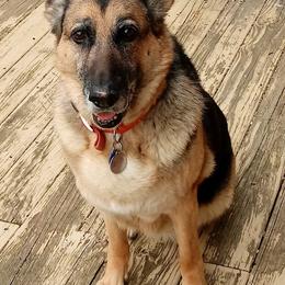 German Shepherds from Kaeginart's GSD