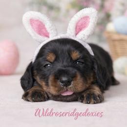 Arwen - Black and tan female Dachshund puppy in Alexander, North Dakota from Wild Rose Ridge Doxies