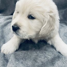 Golden Retriever Puppies from Valiant Goldens