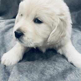 Golden Retriever Puppies from Valiant Goldens